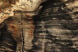 Polished Oligocene Petrified Wood (Pinus) - Australia #247851-1